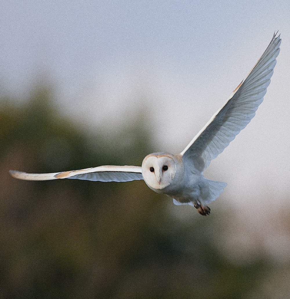 HanworthBarnOwl070121-6