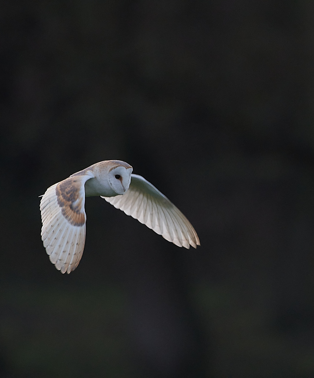 HanworthBarnOwl090121-1