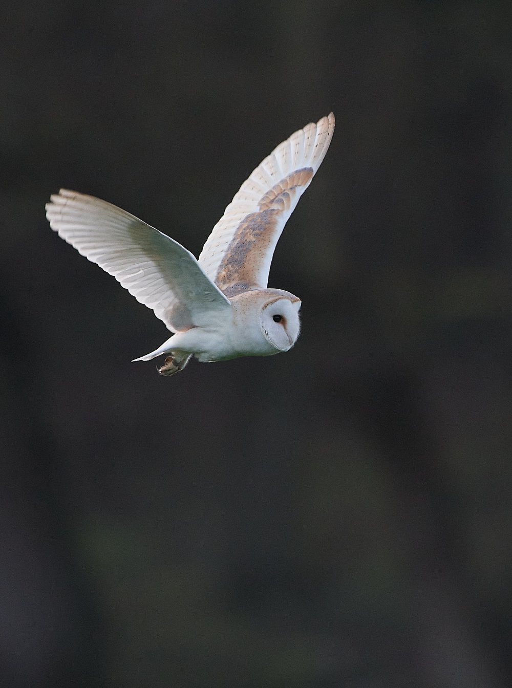 HanworthBarnOwl090121-2