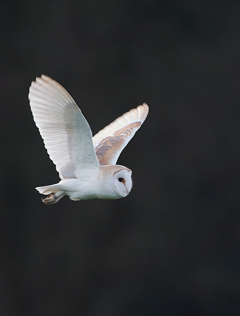 HanworthBarnOwl090121-3