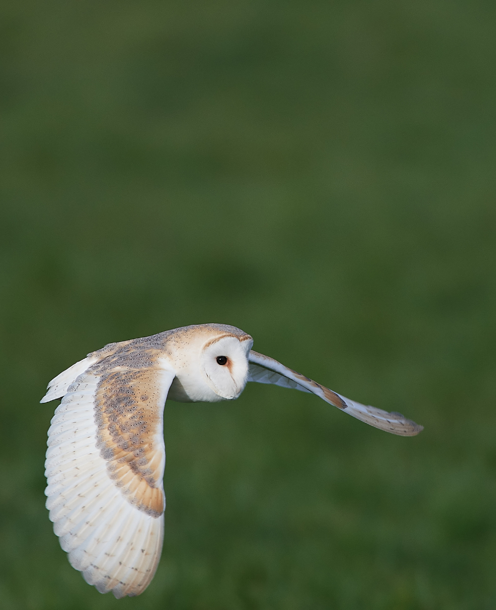 HanworthBarnOwl210321-10