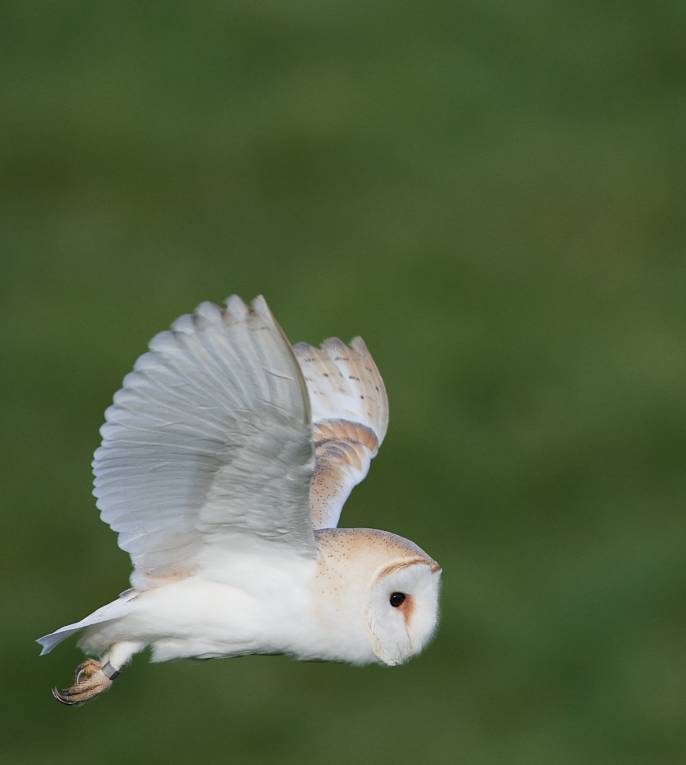 HanworthBarnOwl210321-11