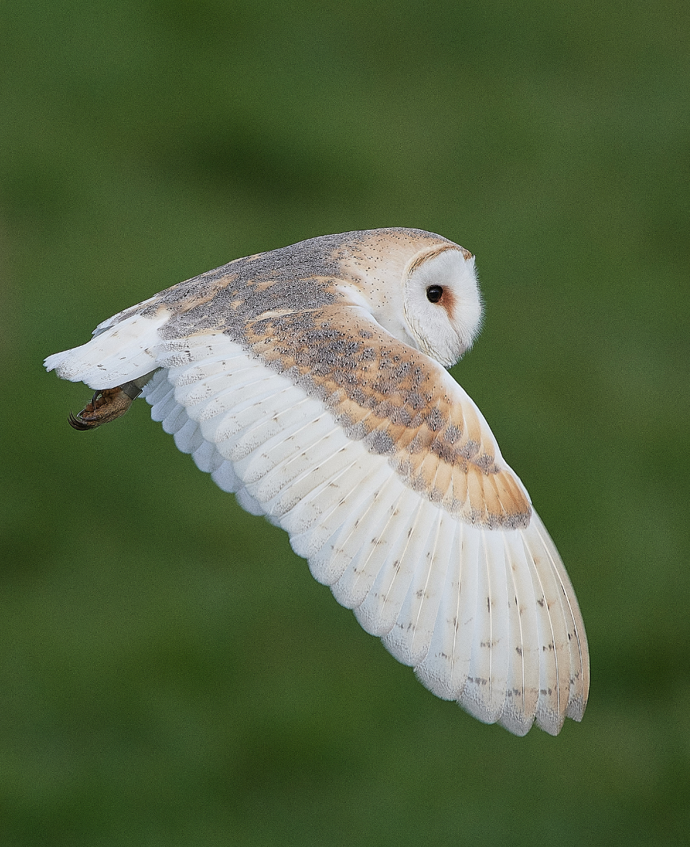 HanworthBarnOwl210321-12