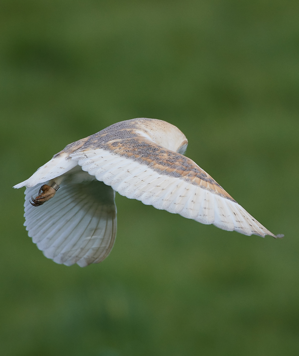 HanworthBarnOwl210321-13