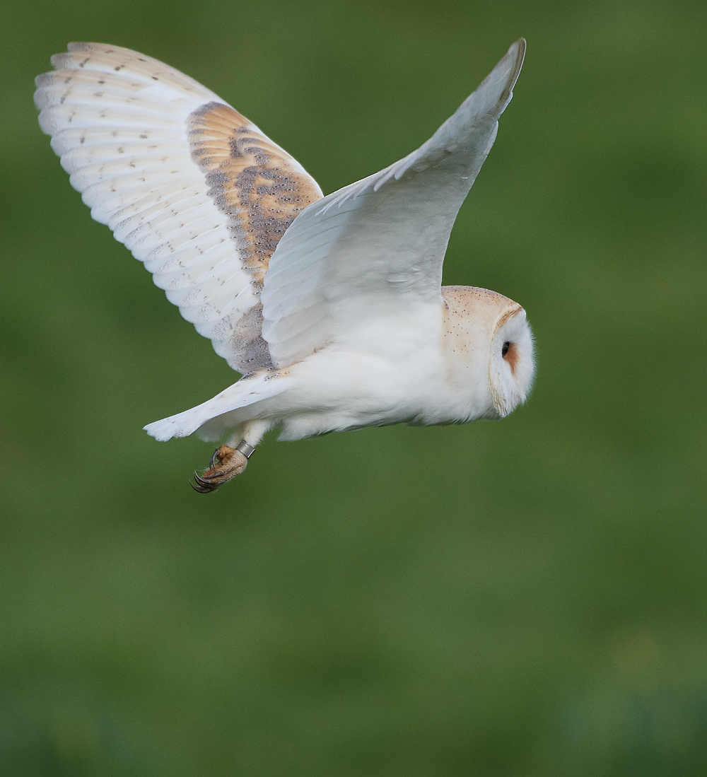 HanworthBarnOwl210321-14