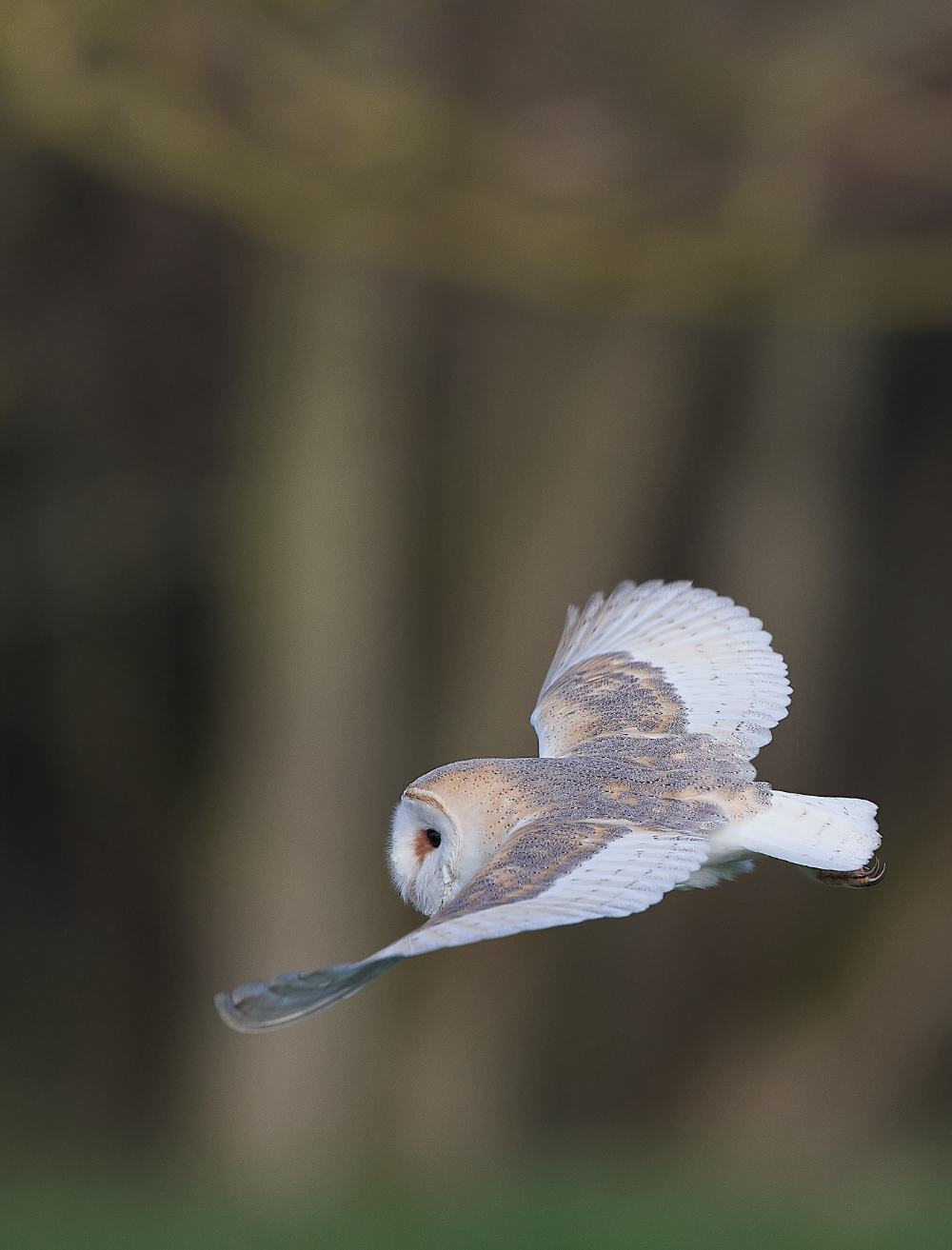 HanworthBarnOwl210321-15