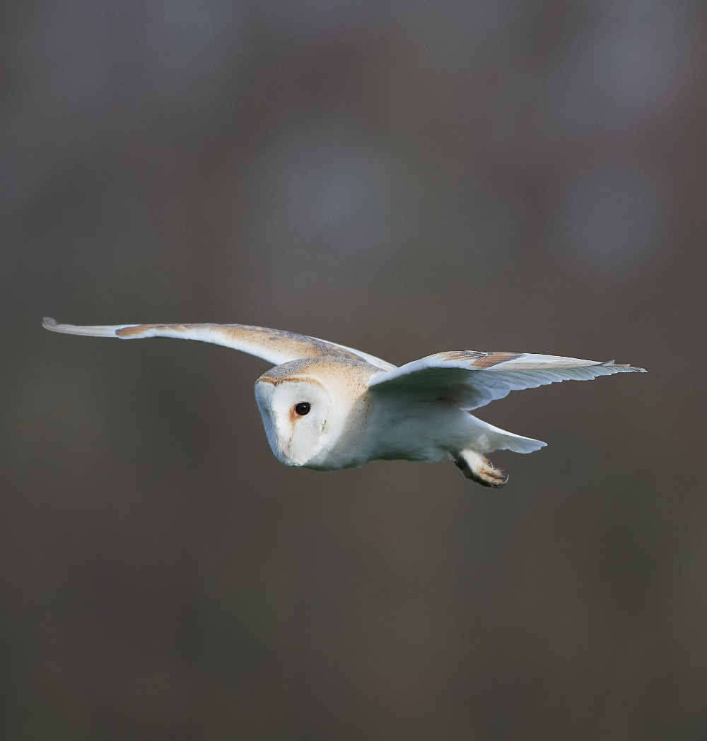 HanworthBarnOwl210321-16