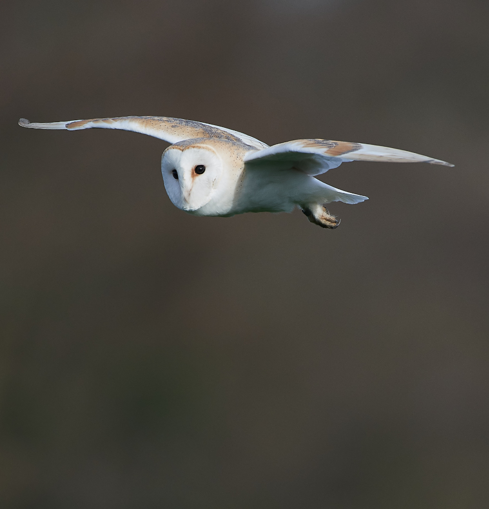 HanworthBarnOwl210321-17