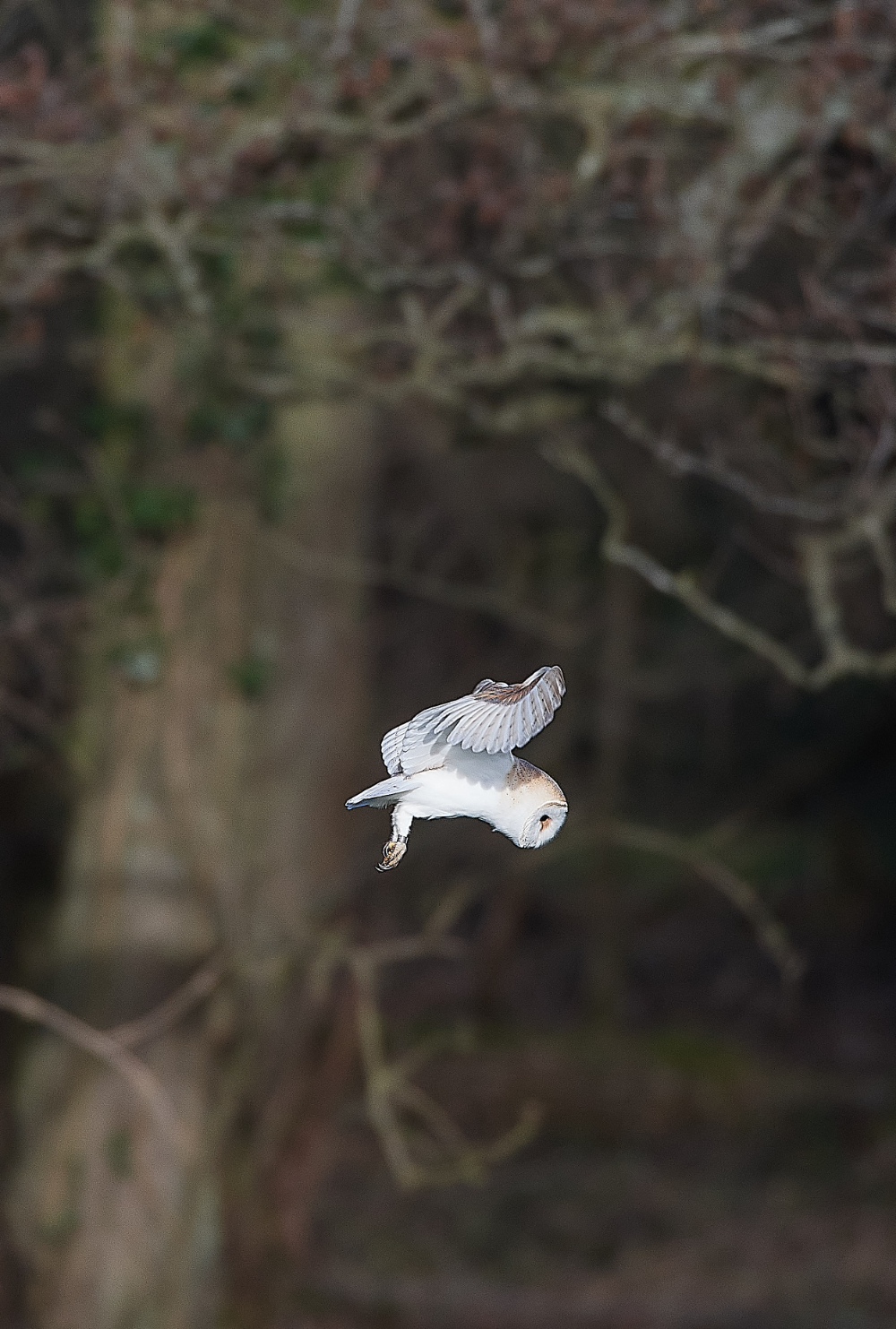 HanworthBarnOwl210321-2