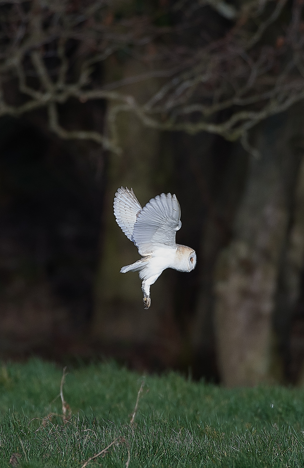 HanworthBarnOwl210321-3