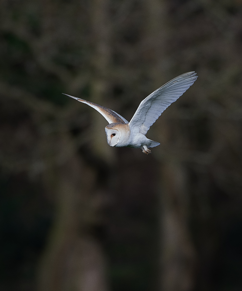 HanworthBarnOwl210321-4