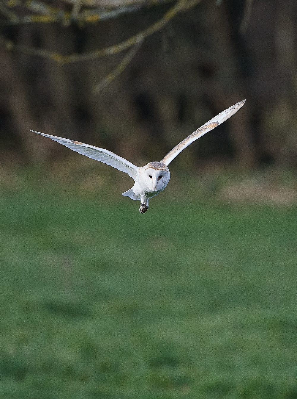 HanworthBarnOwl210321-5