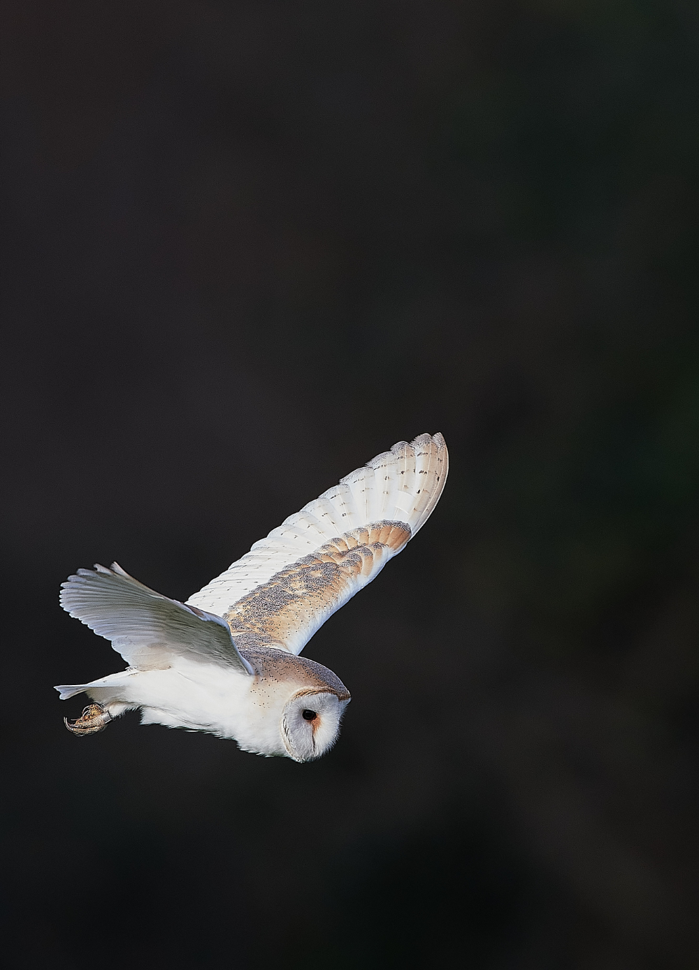 HanworthBarnOwl210321-7