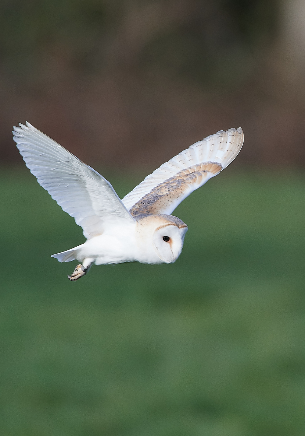 HanworthBarnOwl210321-8