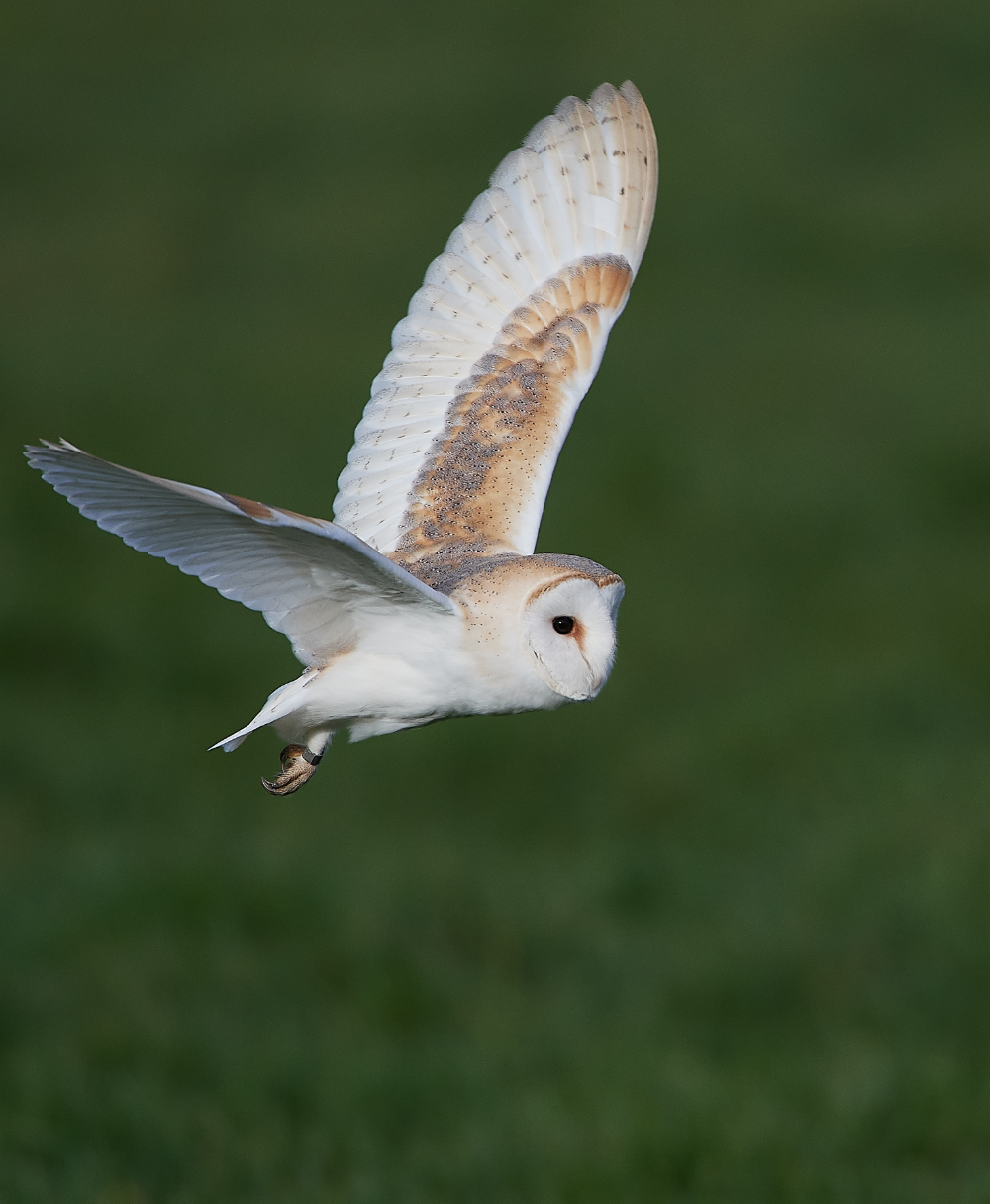 HanworthBarnOwl210321-9