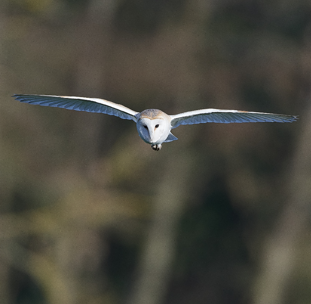 HanworthBarnOwl250321-1