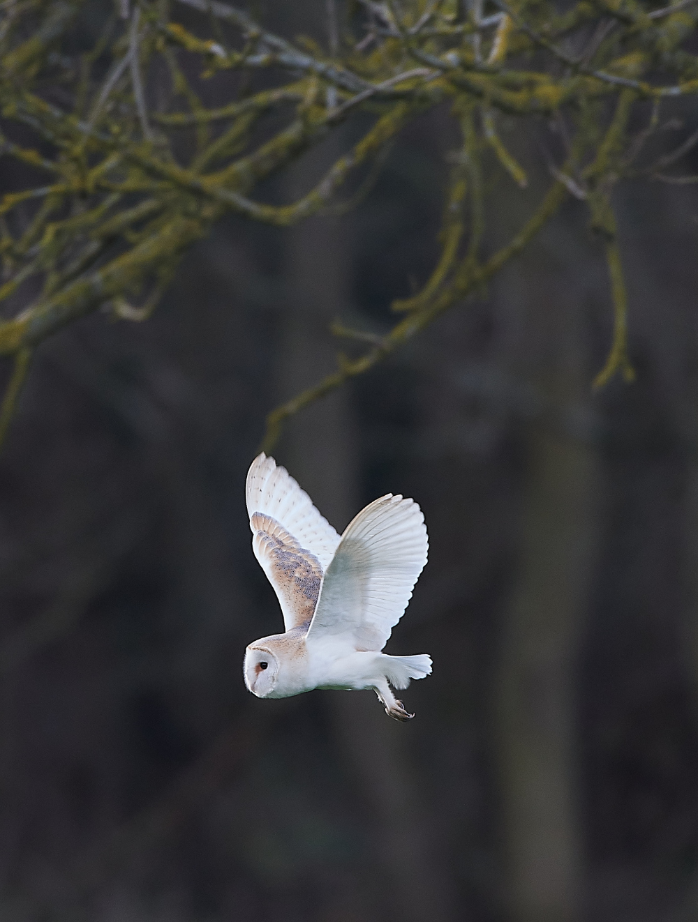 HanworthBarnOwl250321-3