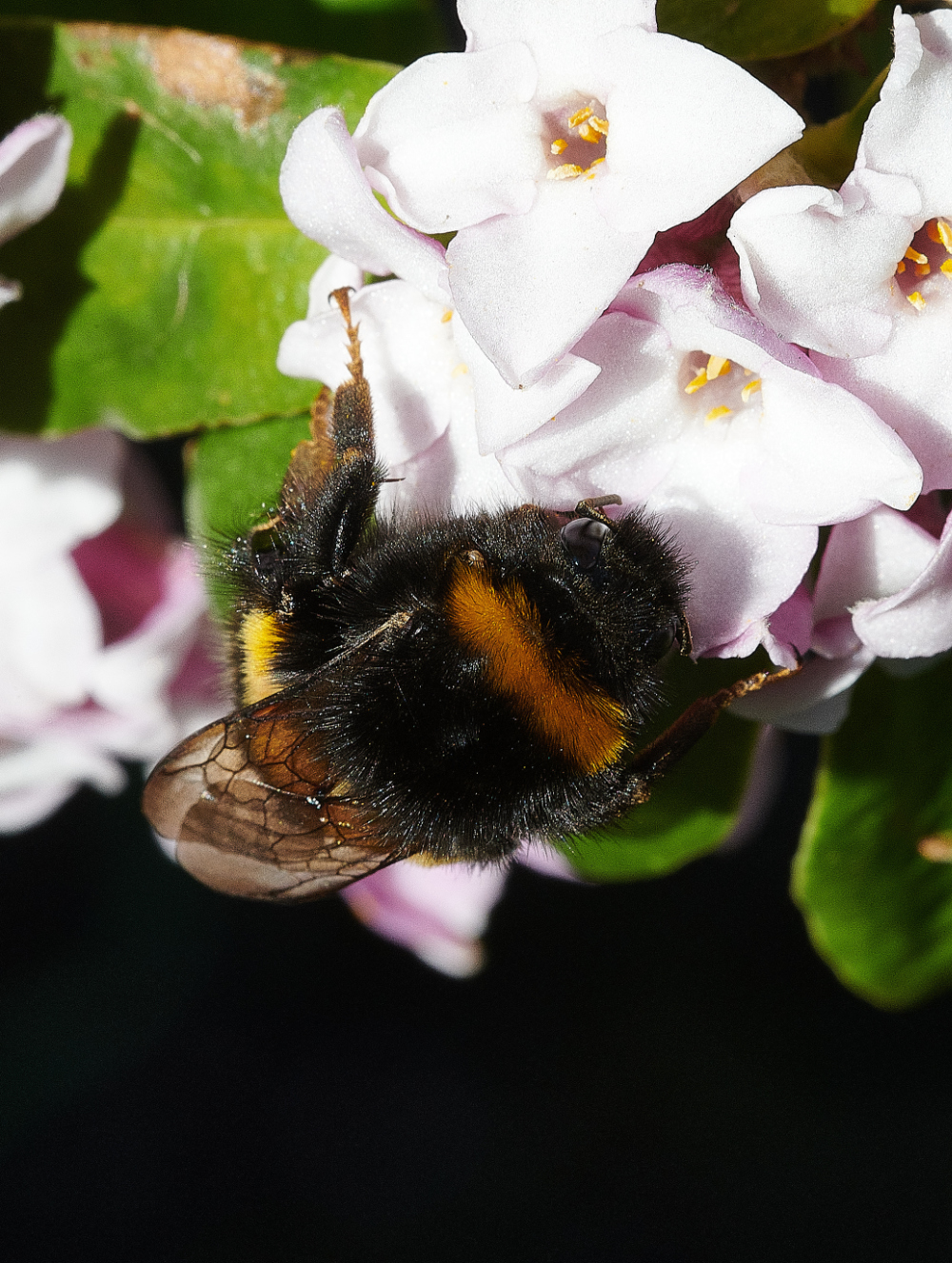 HanworthBee270221-1