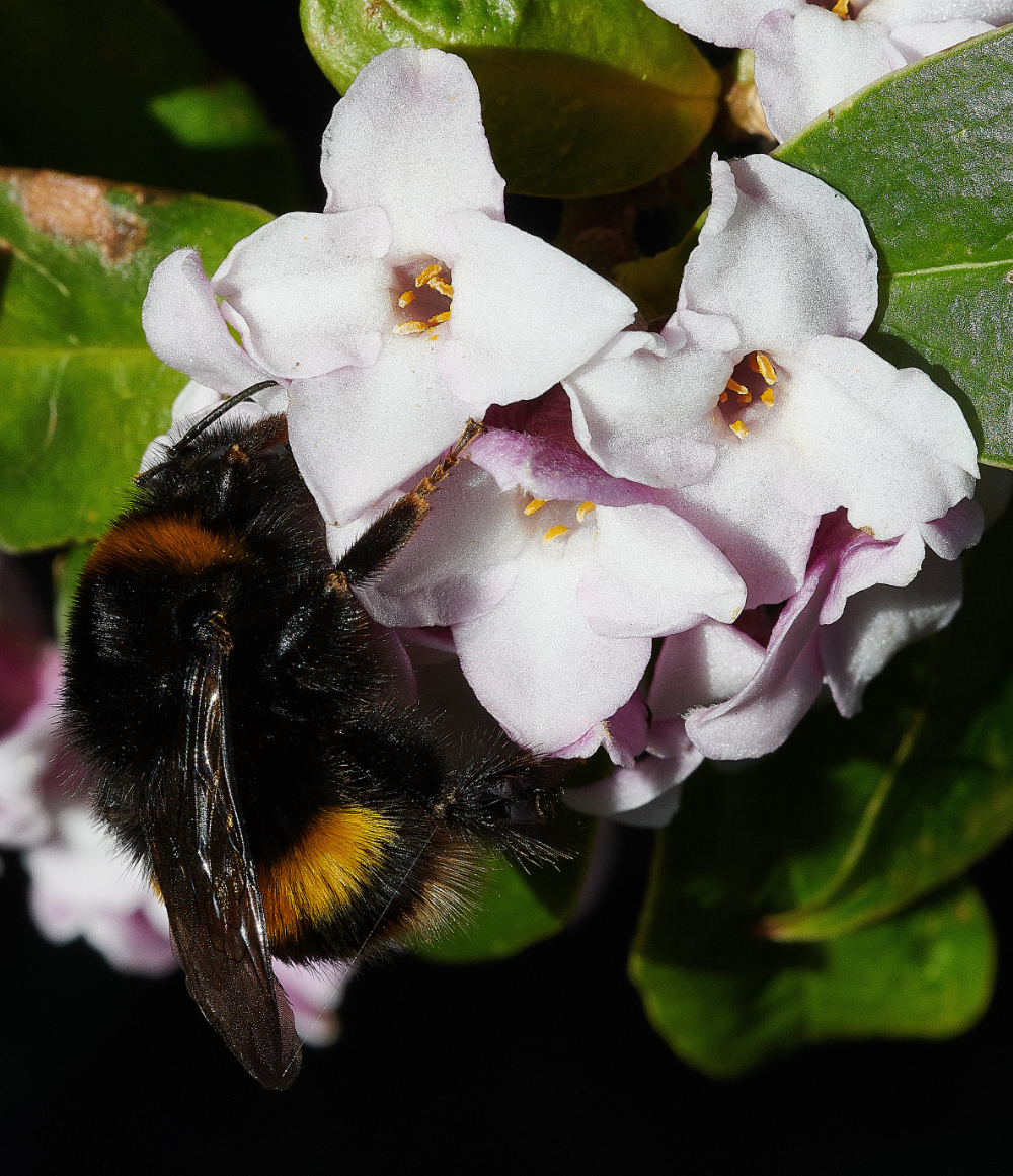 HanworthBee270221-2