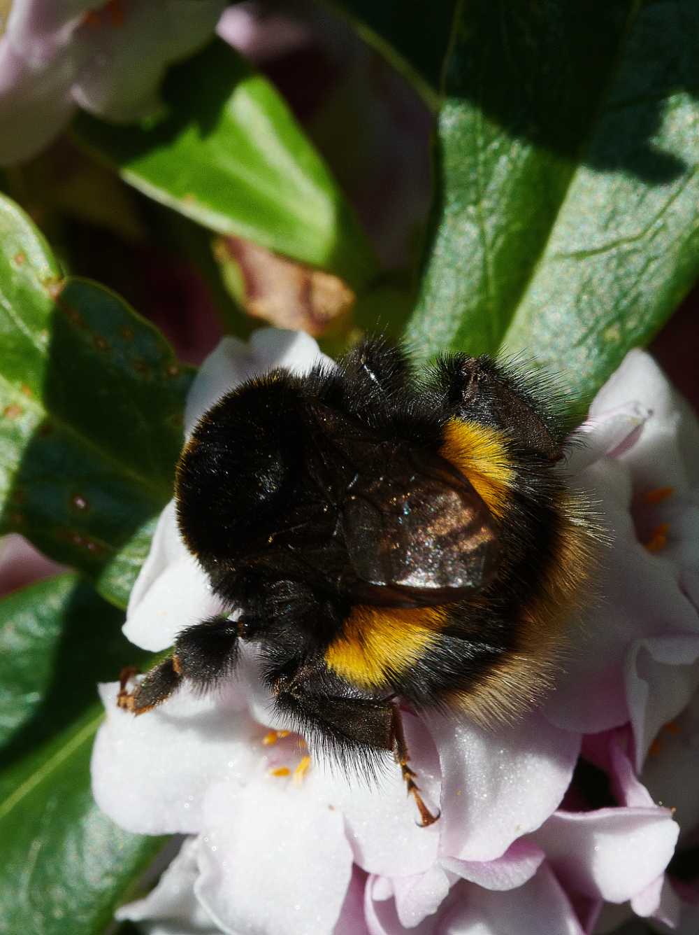 HanworthBee270221-3