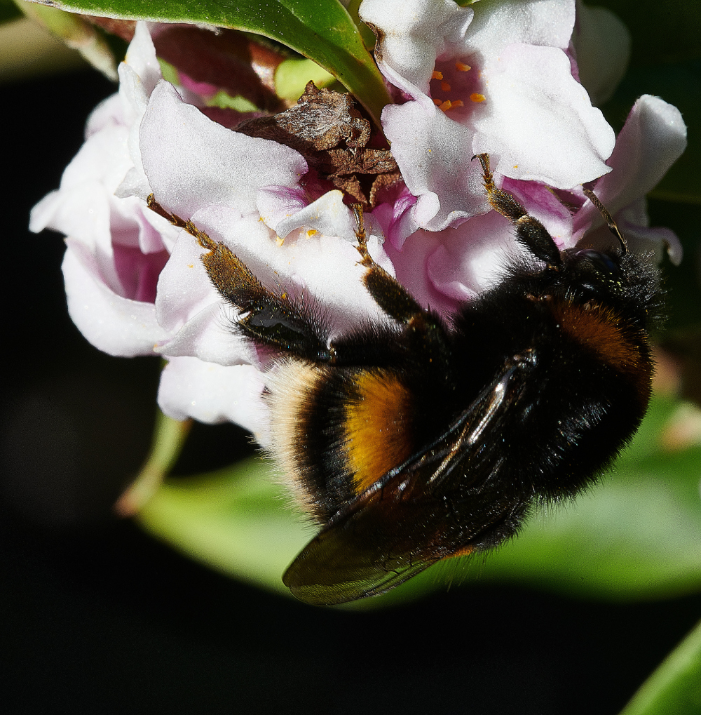 HanworthBee270221-4