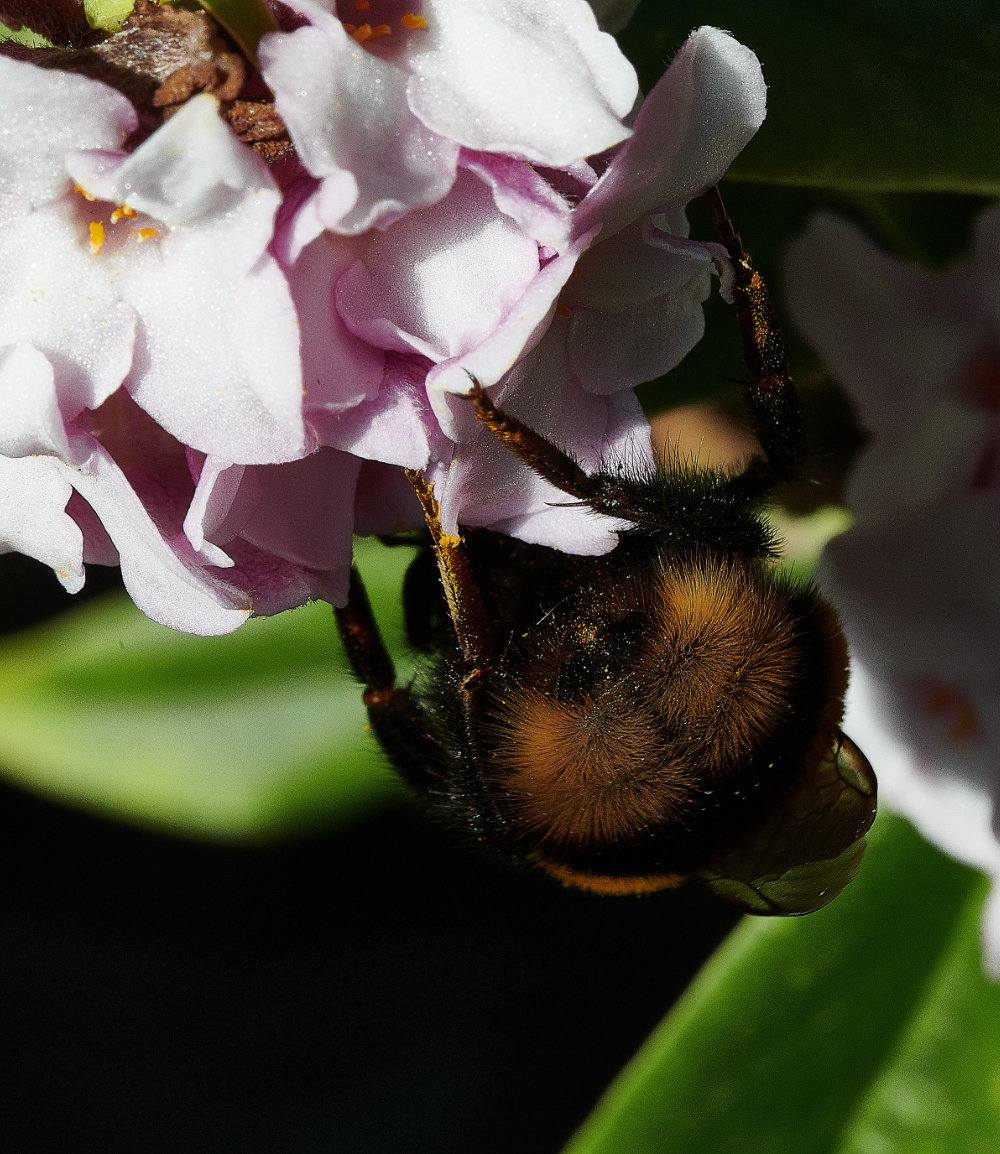 HanworthBee270221-5