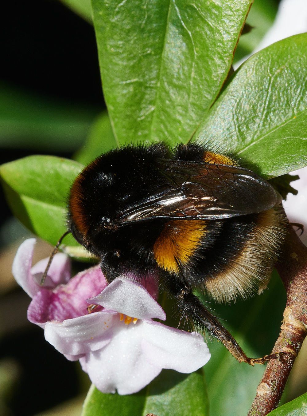 HanworthBee270221-6