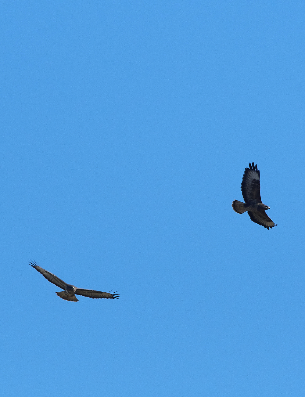 HanworthBuzzard270221-1