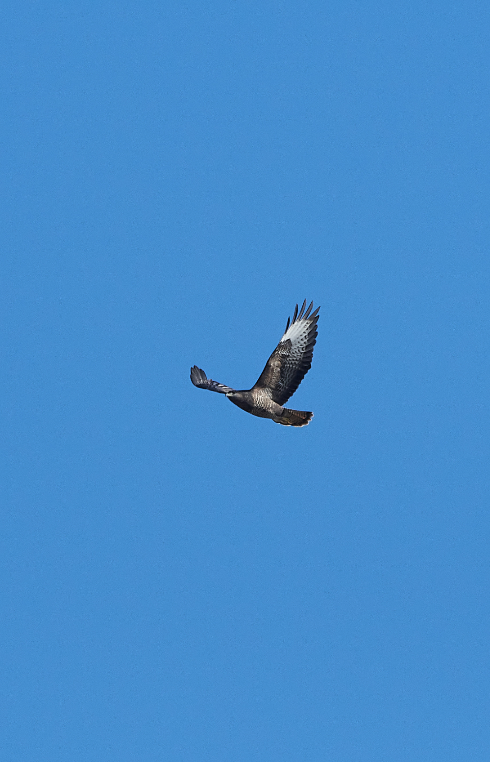 HanworthBuzzard270221-4