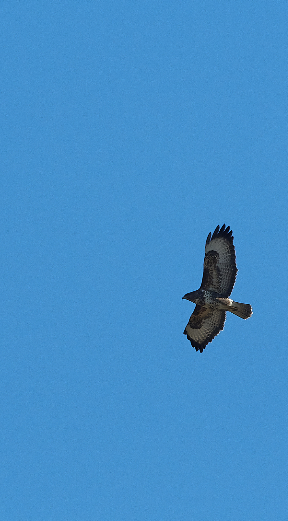 HanworthBuzzard270221-5