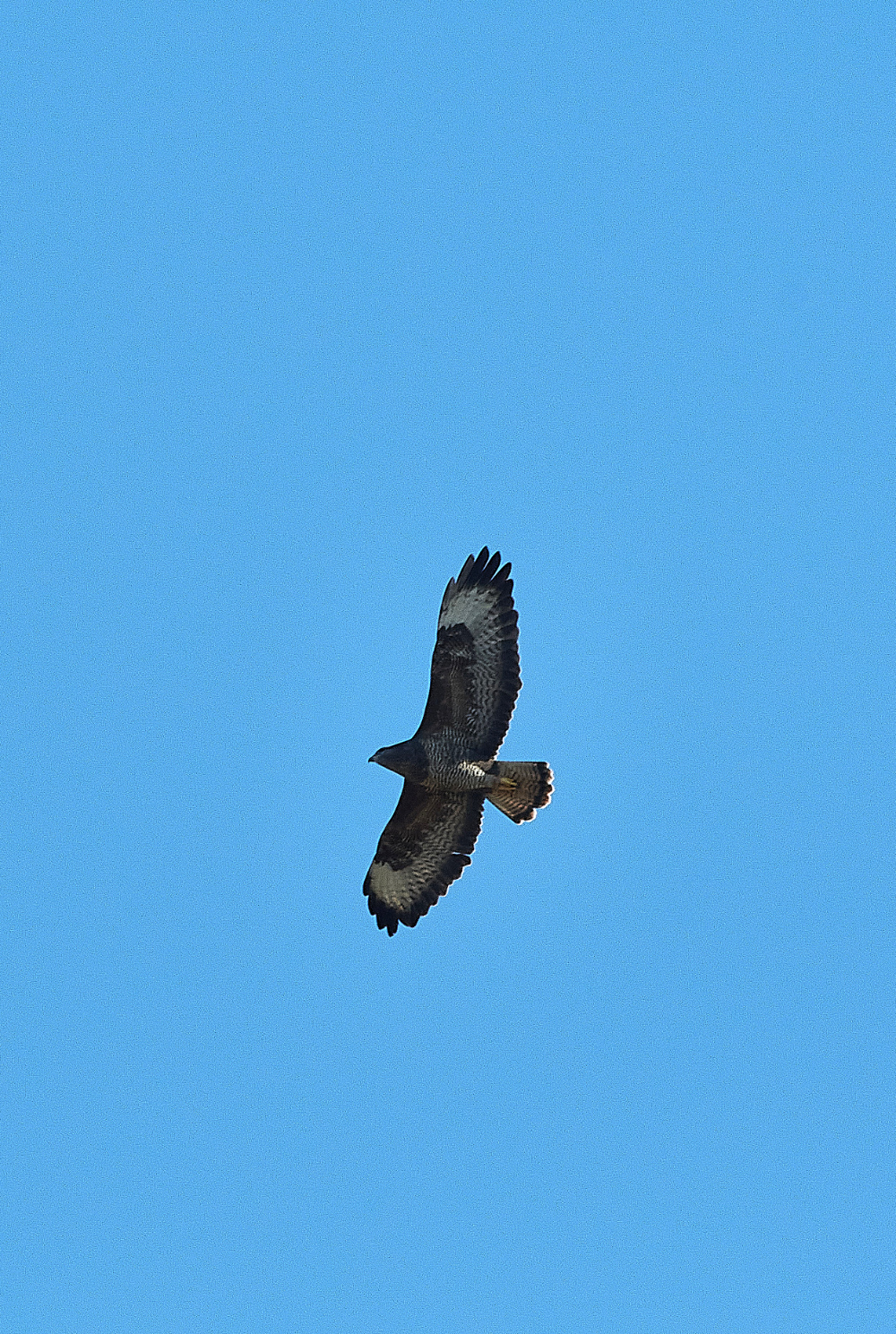 HanworthBuzzard270221-6