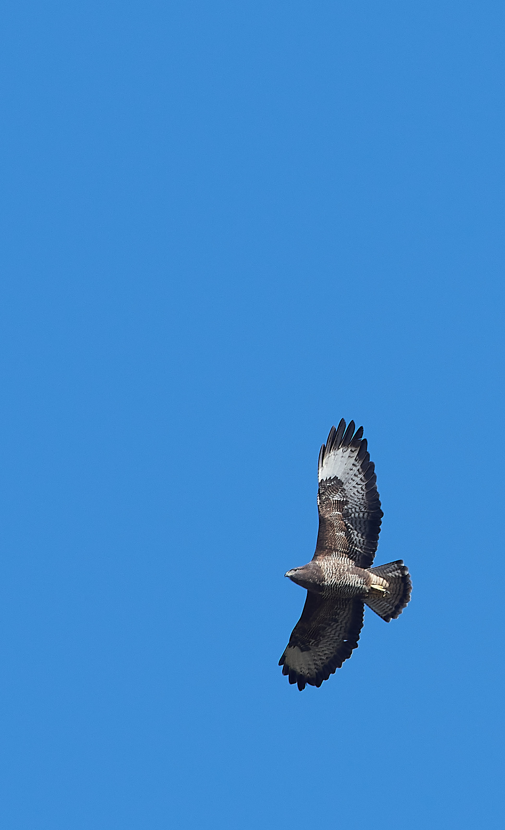 HanworthBuzzard280221-2