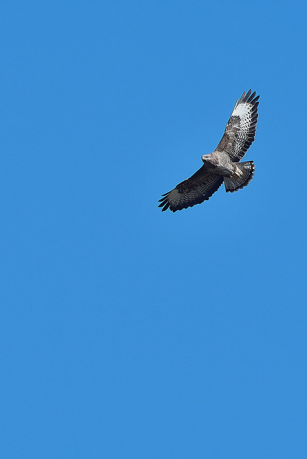 HanworthBuzzard280221-3