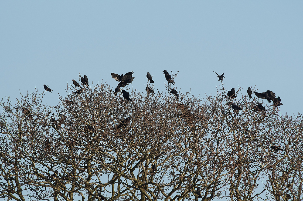 HanworthCorvids270221-1