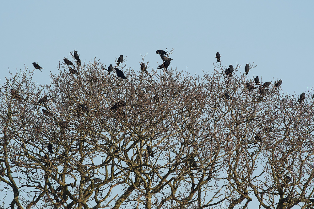 HanworthCorvids270221-2