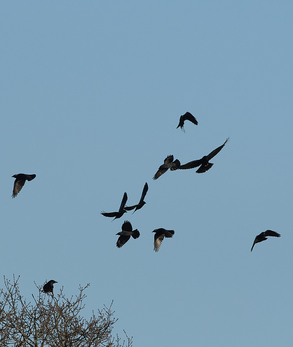 HanworthCorvids270221-3