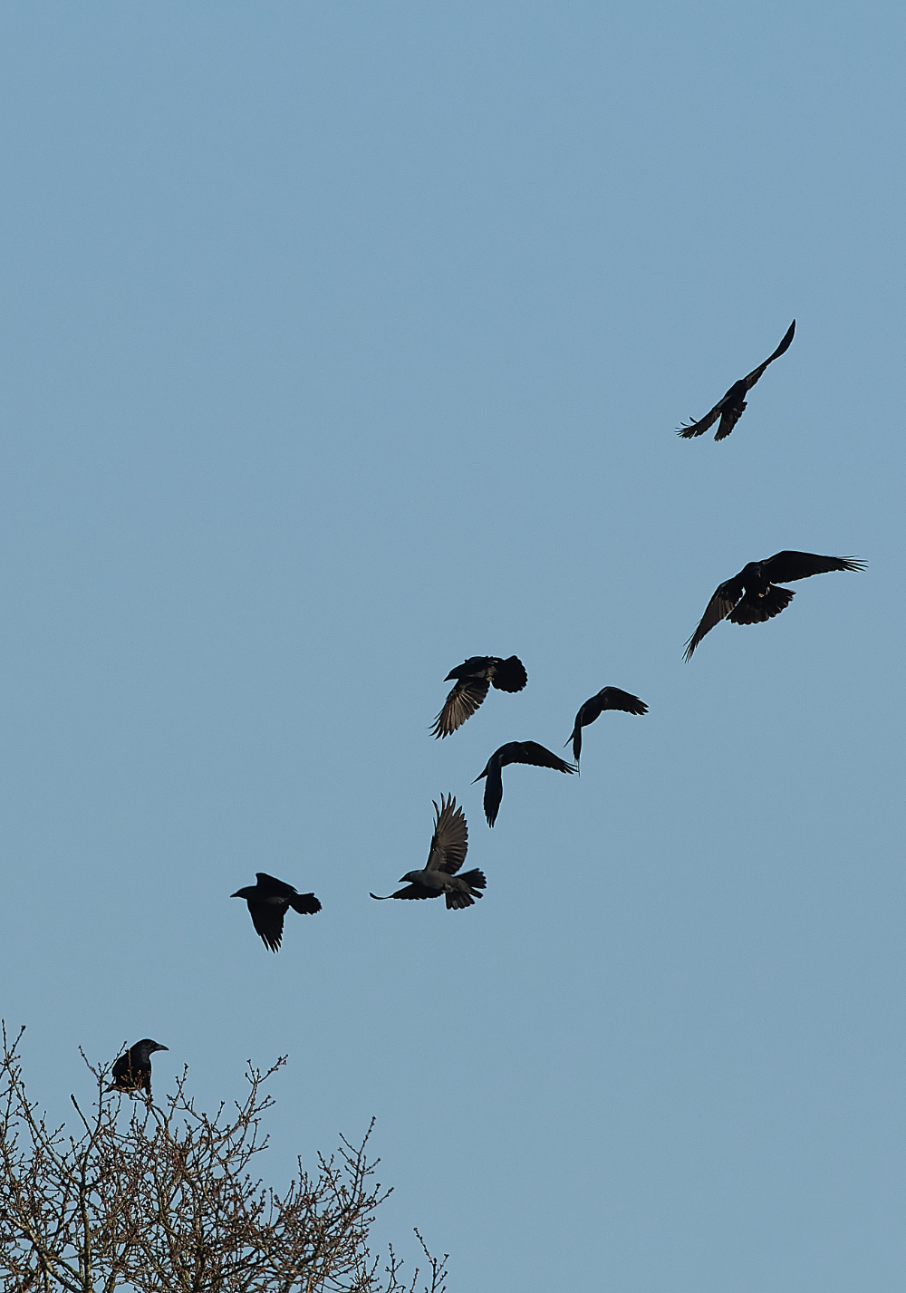 HanworthCorvids270221-4