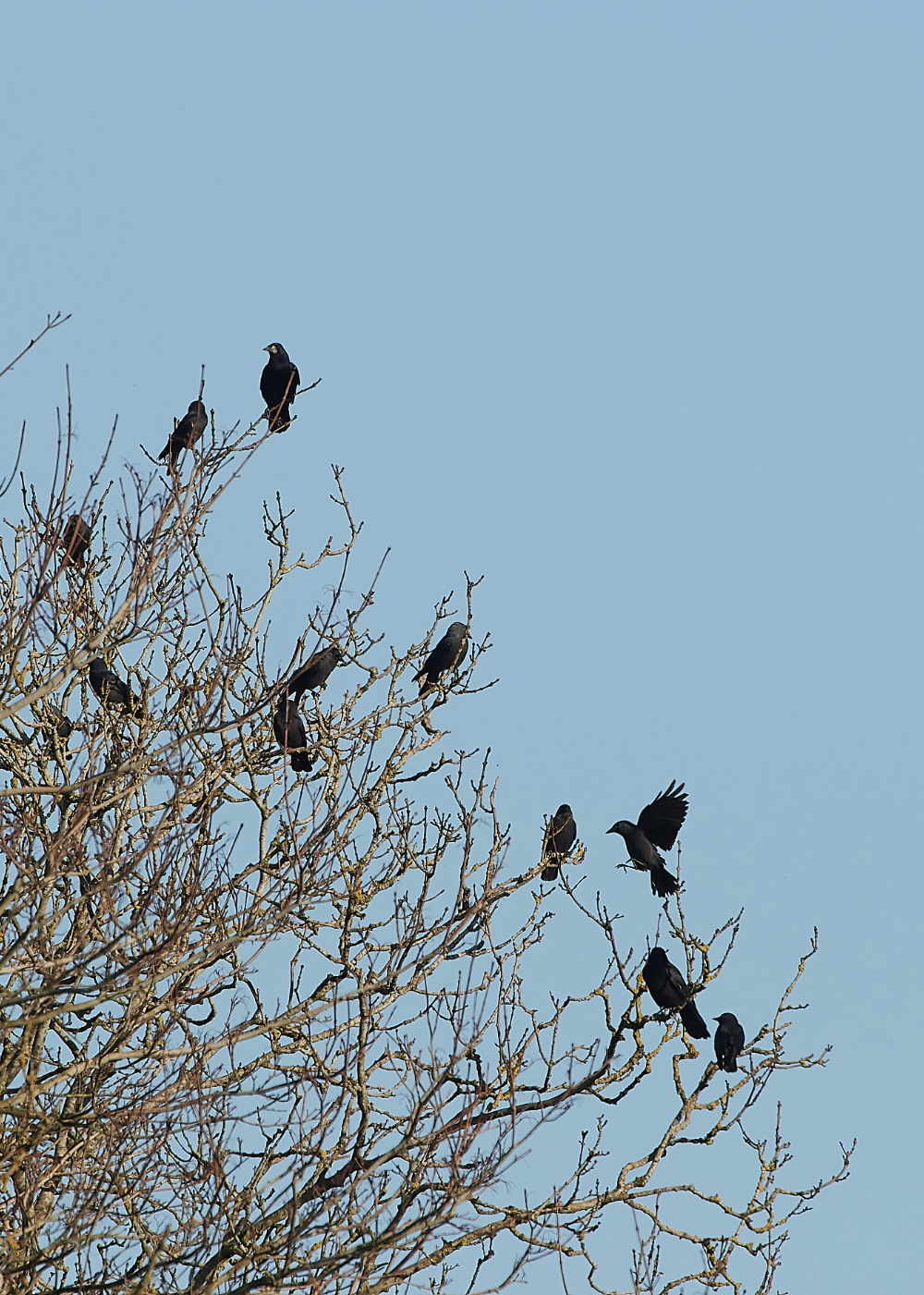 HanworthCorvids270221-5