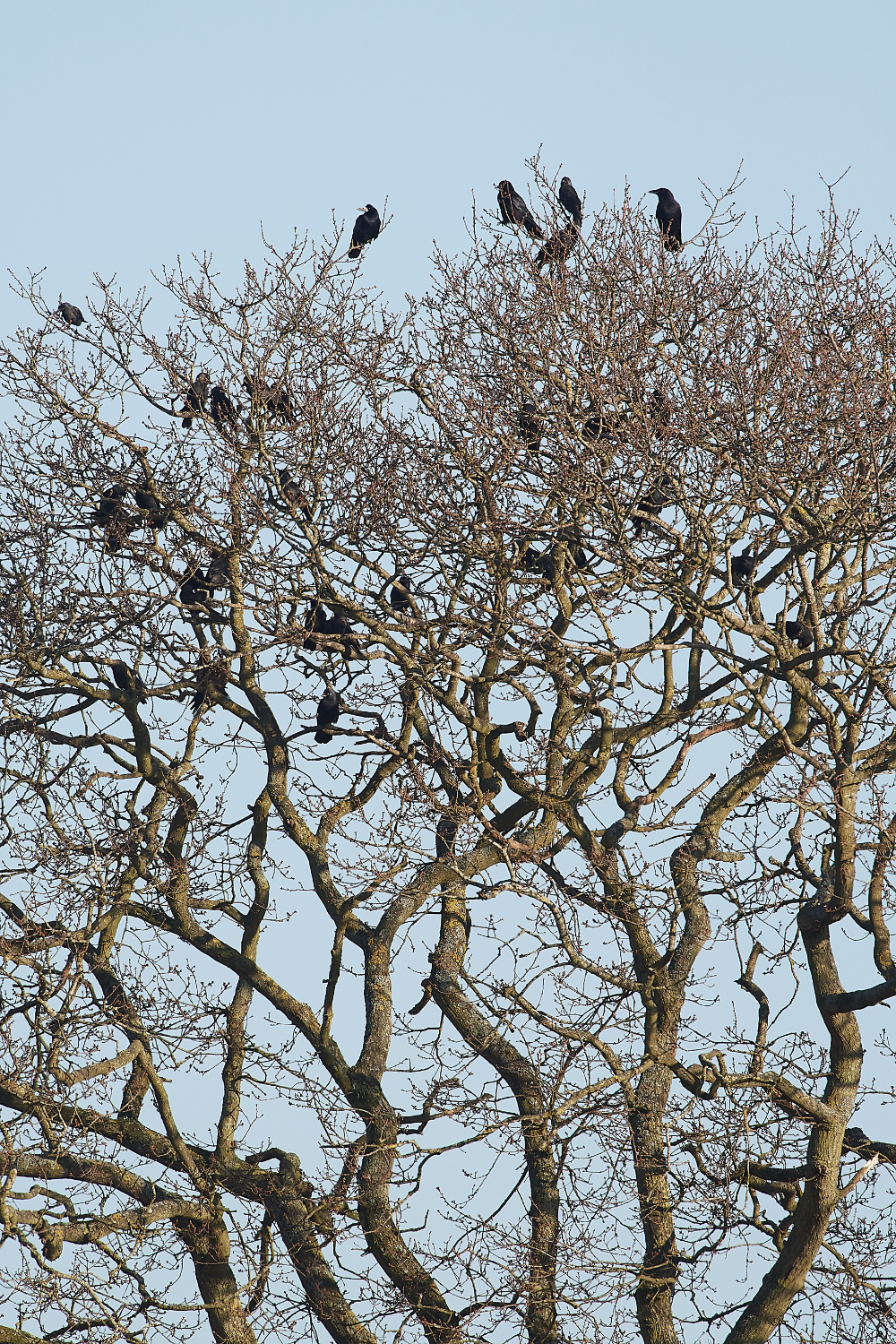 HanworthCorvids270221-6