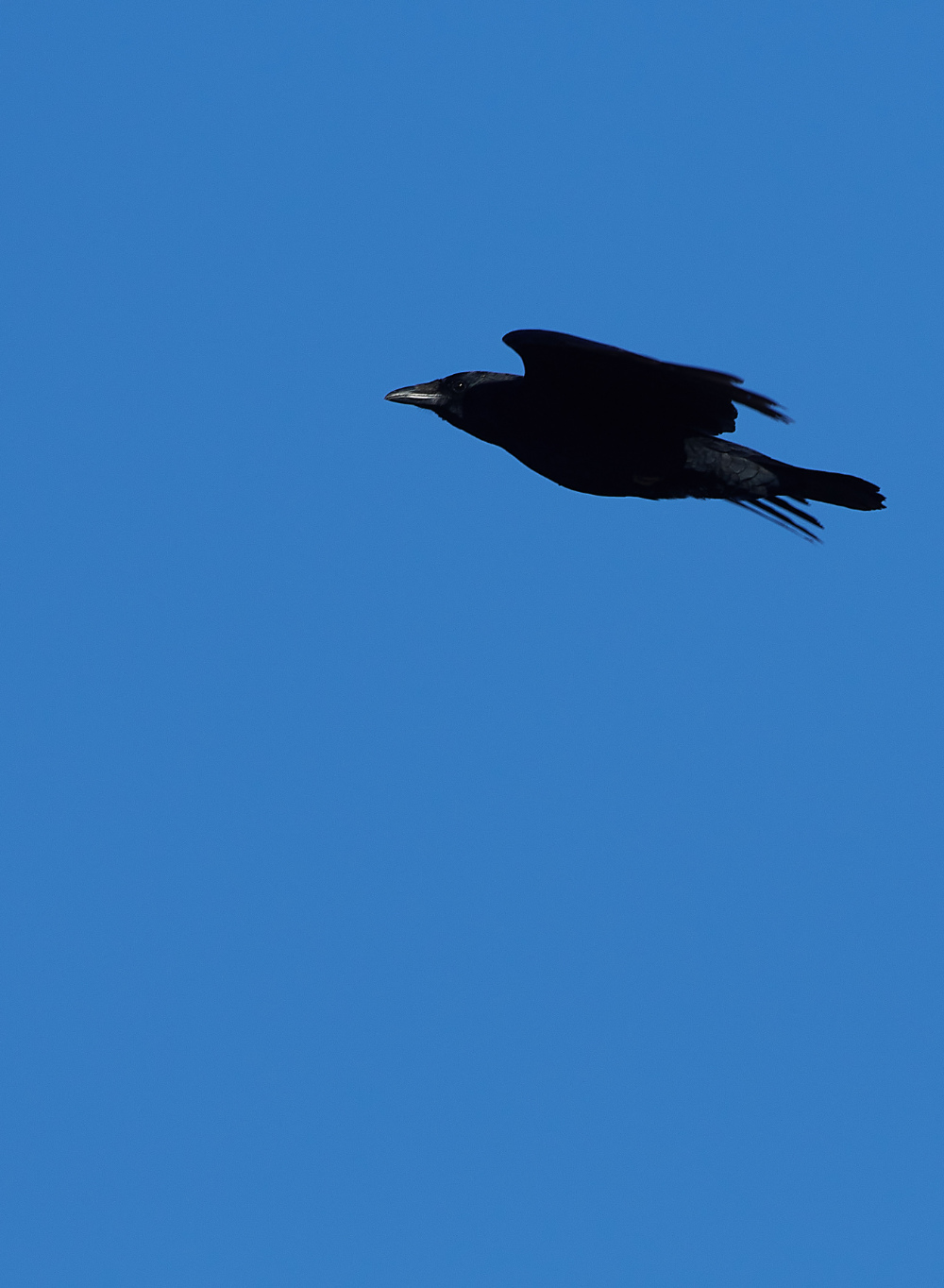 HanworthCrow270221-1