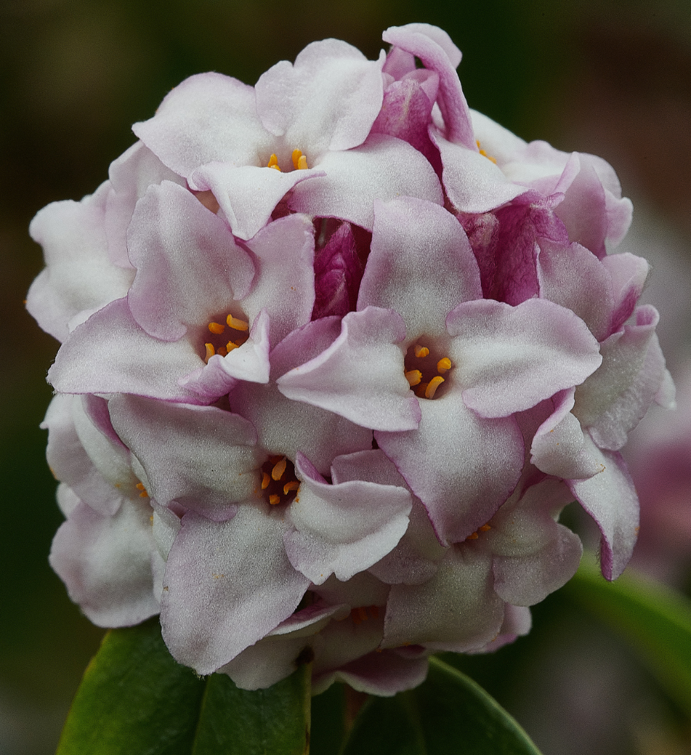 HanworthDaphne270221-1