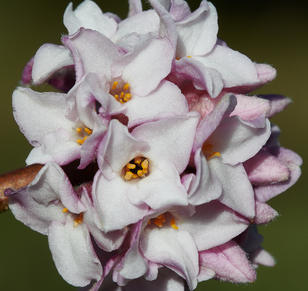 HanworthDaphne270221-2