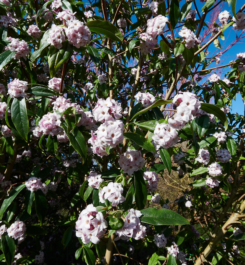 HanworthDaphne270221-3