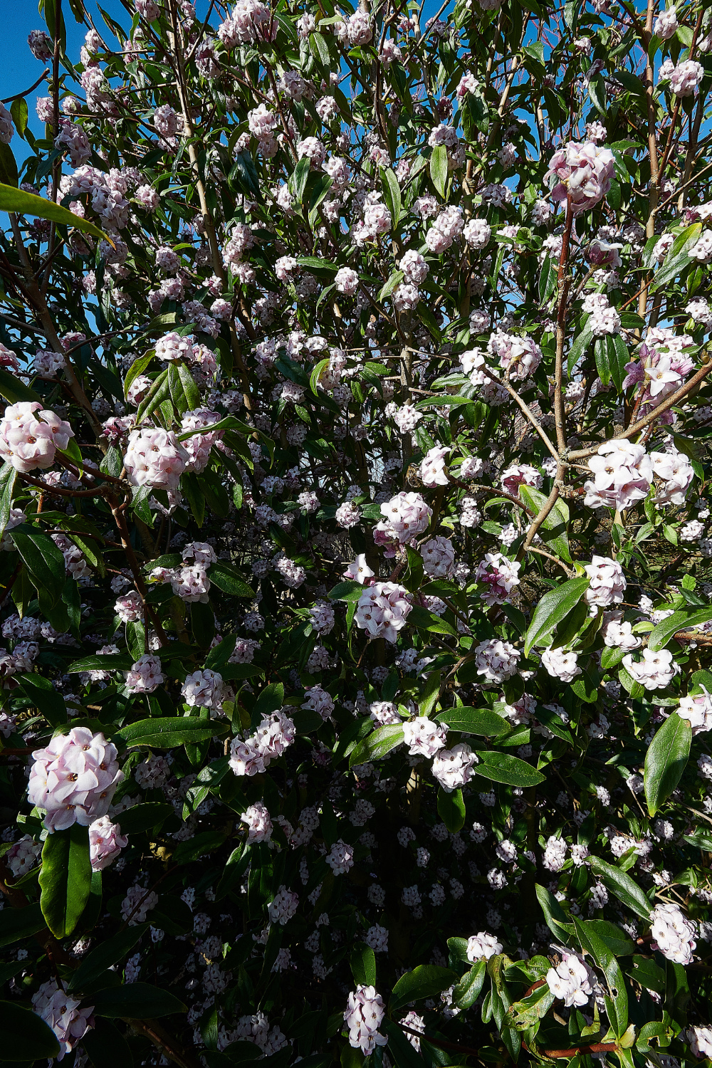 HanworthDaphne270221-4