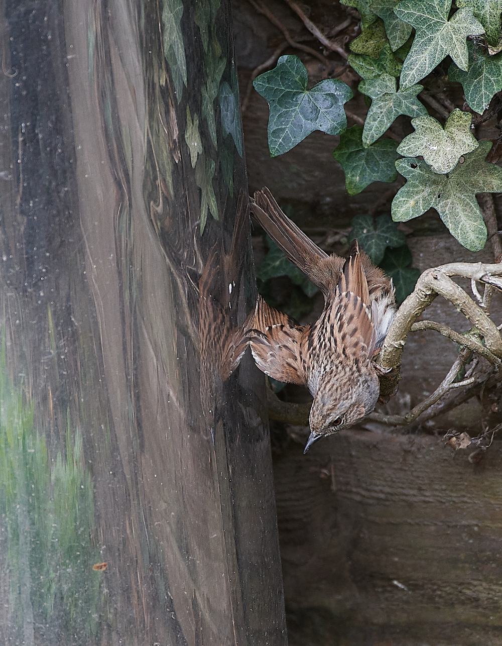 HanworthDunnock030421-1