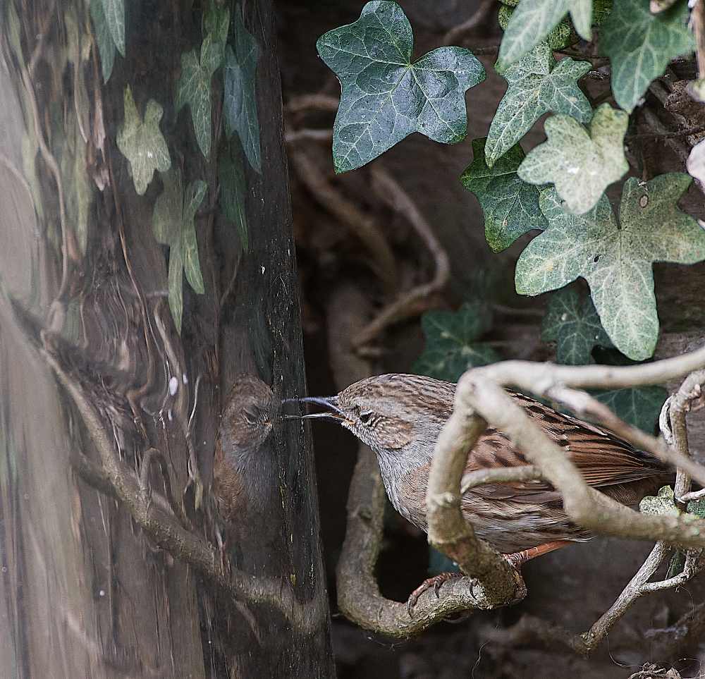 HanworthDunnock030421-10