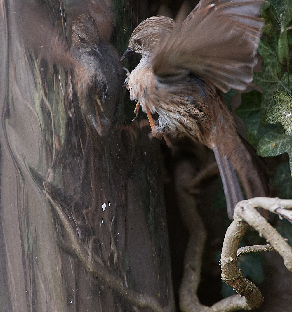 HanworthDunnock030421-11