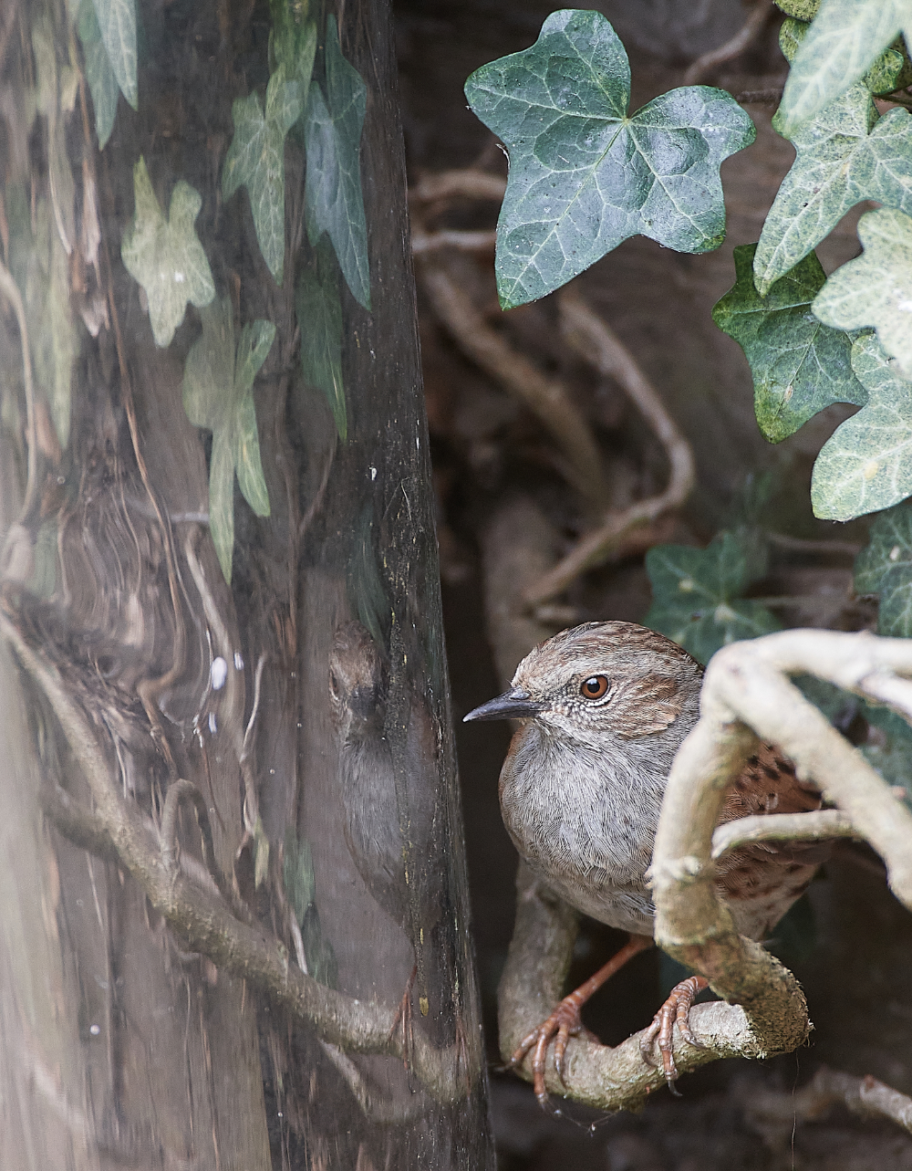 HanworthDunnock030421-12