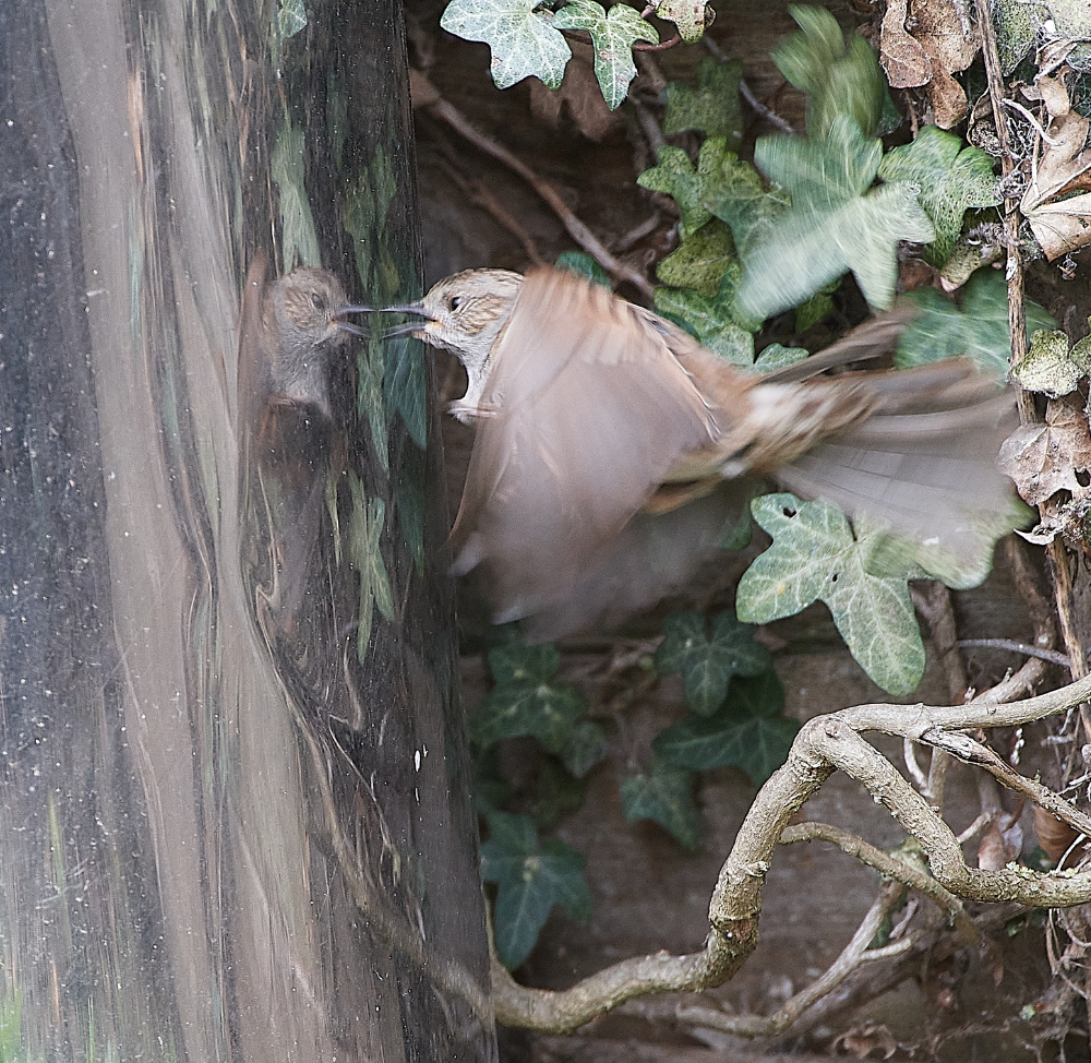 HanworthDunnock030421-2