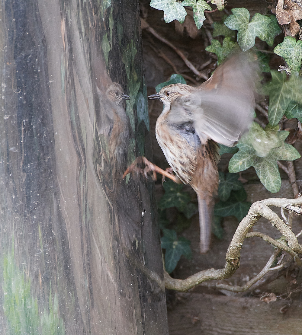 HanworthDunnock030421-3